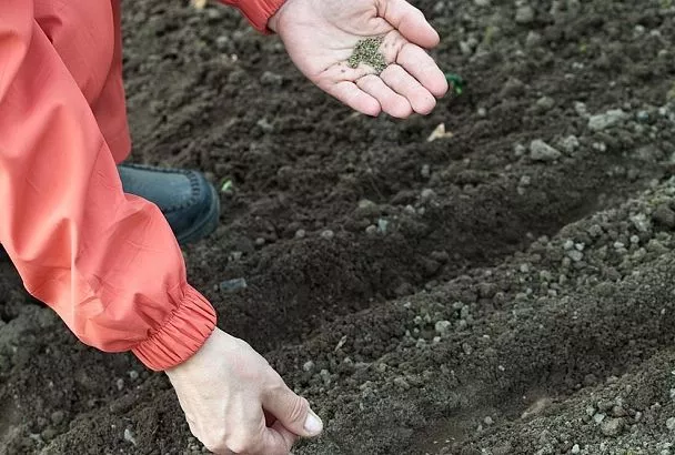 Сеем морковь под зиму так - и самый ранний и урожай сладких корнеплодов