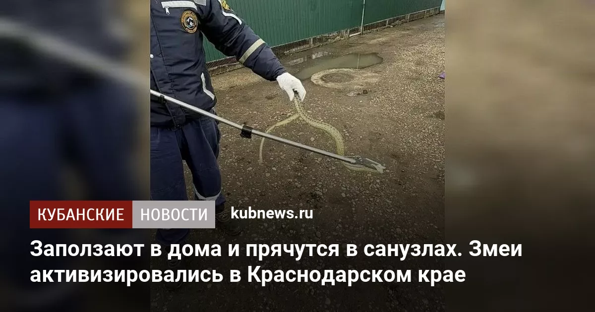 Заползают в дома и прячутся в санузлах. Змеи активизировались в Краснодарском крае