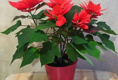 Как добиться от комнатных растений пышного цветения: секрет волшебной подкормки, которую легко сделать самому