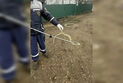 Заползают в дома и прячутся в санузлах. Змеи активизировались в Краснодарском крае