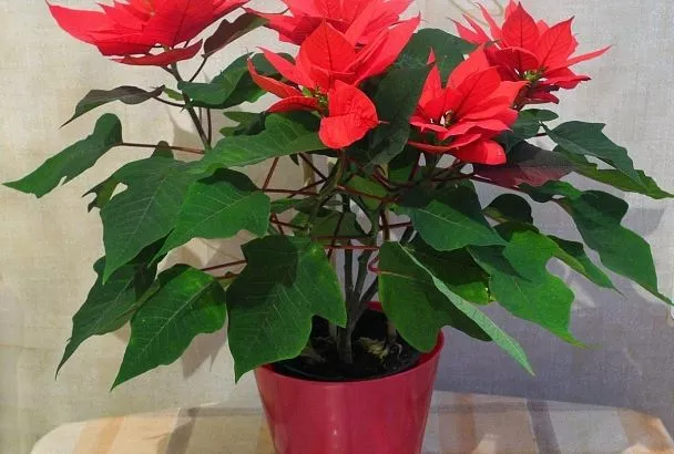 Как добиться от комнатных растений пышного цветения: секрет волшебной подкормки, которую легко сделать самому