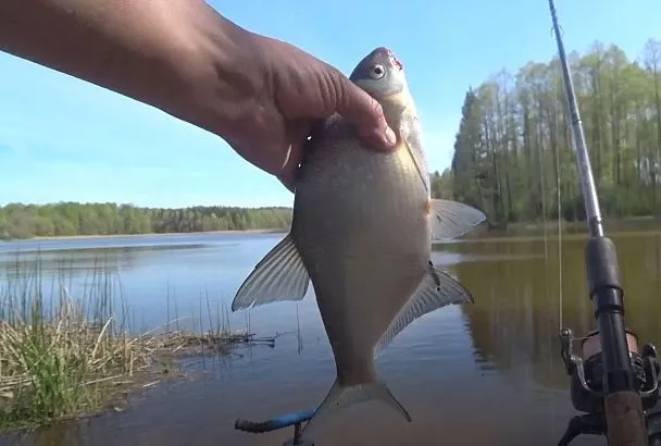 На что клюет весенний лещ: насадка №1 – ваш «ключик» к богатому улову 