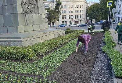 Более 360 тысяч тюльпанов и виол украсят Новороссийск: в городе стартовала осенняя высадка цветов