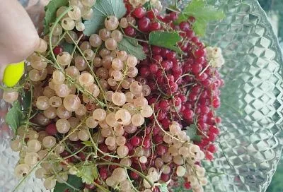 «И тут появляюсь я, весь в белом»: как вырастить у себя на участке необычную смородину и получить от нее максимум пользы