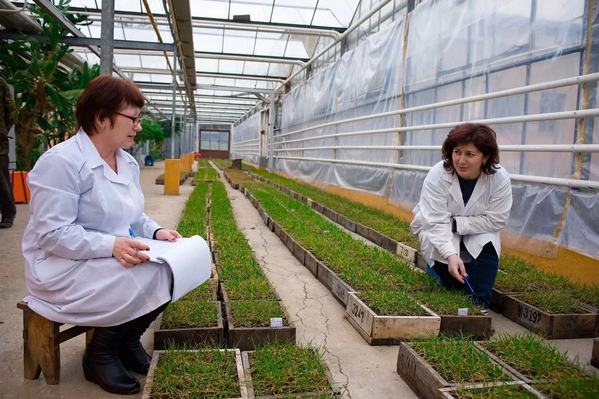 Урожайность кубанской озимой пшеницы соответствует европейским стандартам, не говоря уже о ее качестве – в этом наши селекционеры и аграрии давно вырвались вперед. Урожайность кубанской озимой пшеницы соответствует европейским стандартам, не говоря уже о ее качестве – в этом наши селекционеры и аграрии давно вырвались вперед.