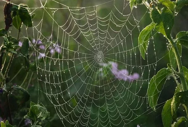 Народные методы борьбы с паутинным клещом, тлей и другими вредителями