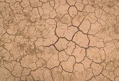 В России создали технологию восстановления почв, зараженных вирусами винограда 