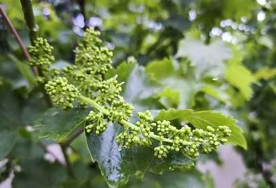 Разверзлись хляби небесные: затяжные дожди во время цветения винограда могут оставить вас без урожая