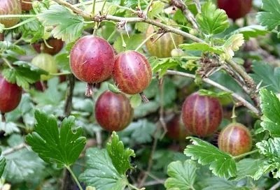 Беру секатор - иду к крыжовнику: несколько простых операций, которые необходимо успеть провести до конца сентября