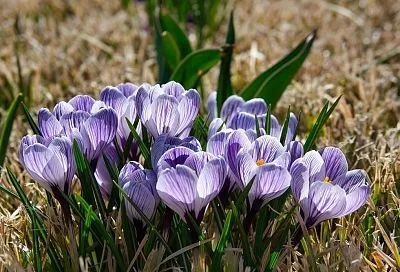 Сажаем нарциссы и крокусы под зиму: ваш яркий секрет раннего весеннего сада