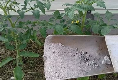 Не вся зола – золото: топ-3 ошибки при подкормке древесной золой и 1 лайфхак от «Азбуки садовода».