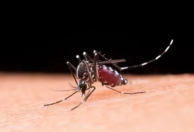 Не дай себя покусать: как защититься от назойливых комаров