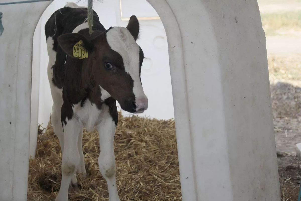 Отрасль животноводства Белоглинского района обновляется высокопродуктивным поголовьем.