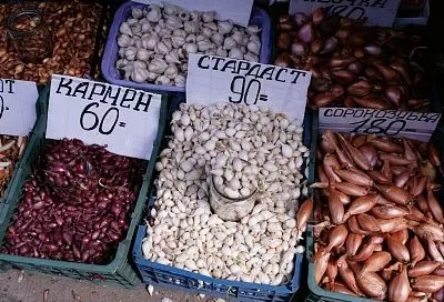 Мой лук-севок – залог богатого урожая: как не прогадать с выбором