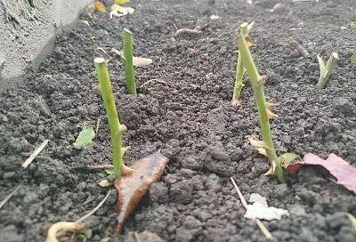 Черенкуем розы осенью: оставляем над землей 2 почки