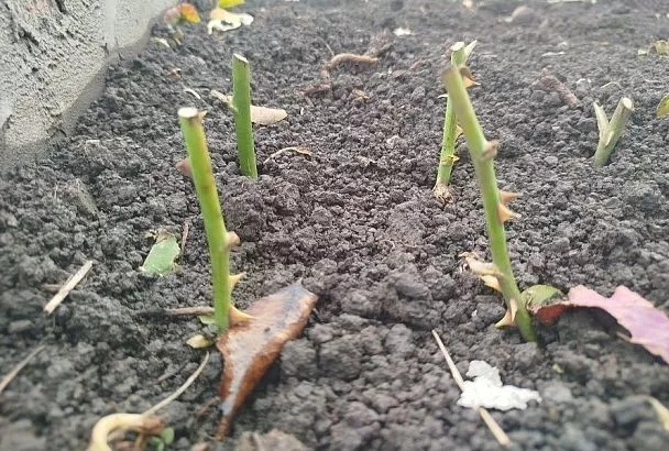 Черенкуем розы осенью: оставляем над землей 2 почки