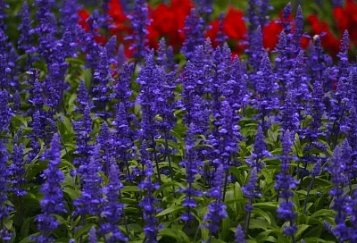 Садовые дорожки как с обложки: какие растения украсят ваш двор, сад или огород