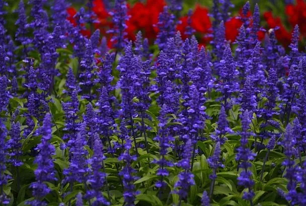 Садовые дорожки как с обложки: какие растения украсят ваш двор, сад или огород