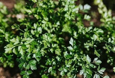 Как страшно жить: по закону за петрушку можно угодить в тюрьму