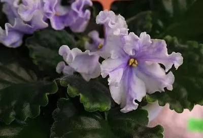 Цветок фиалки – 10 сантиметров: секреты ухода за самым нежным комнатным растением от селекционера Любови Еременко