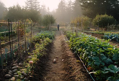 Что посадить в огороде, чтобы сэкономить на еде