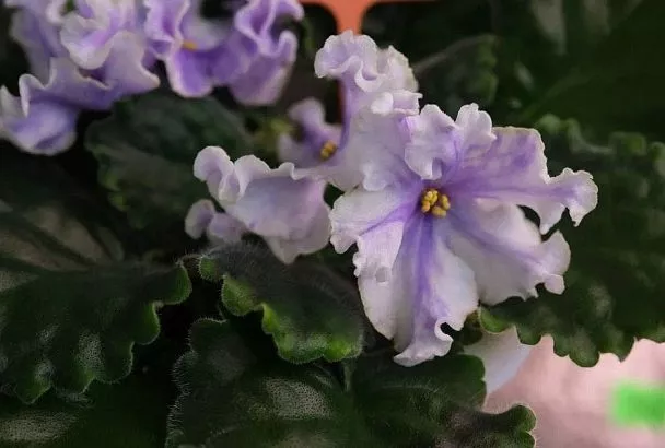 Цветок фиалки – 10 сантиметров: секреты ухода за самым нежным комнатным растением от селекционера Любови Еременко