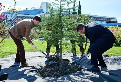 В аэропорту Сочи высадили кедр в честь юбилея первого полета человека в космос
