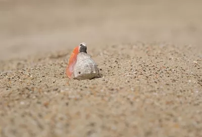 Песчаная буря из Турции может дойти до Краснодарского края, но будет слабой 