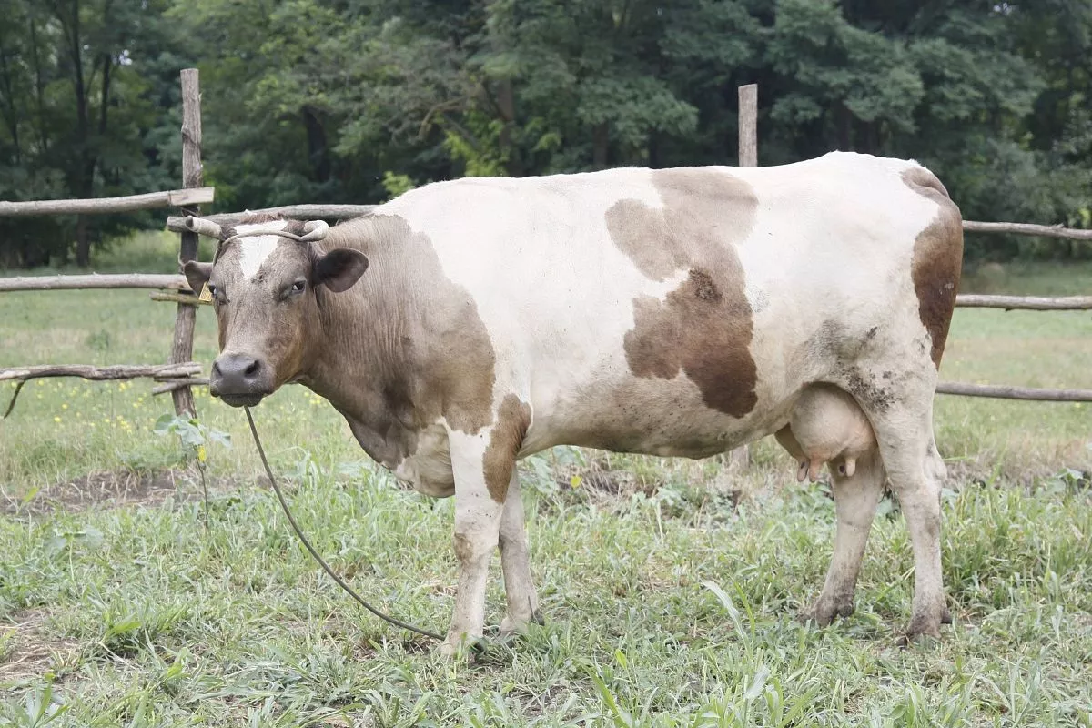 В ЛПХ Фефеловых сформировали собственное молочное поголовье, которое уже приносит потомство и прибыль. В ЛПХ Фефеловых сформировали собственное молочное поголовье, которое уже приносит потомство и прибыль.