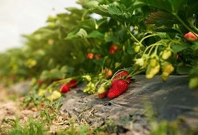 Посадка клубники в августе: 3 ошибки, которые лишат вас урожая весной