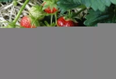 Готовим почву под клубнику: полная схема удобрений за 1–2 года до посадки