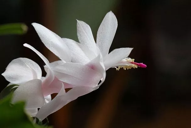 «Жены» декабриста: почему некоторые не могут дождаться, когда зацветет главный цветок зимы