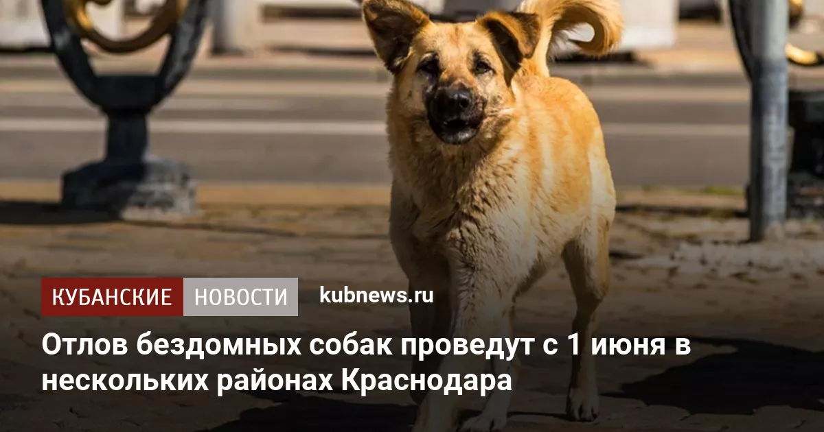 Отлов бездомных собак проведут с 1 июня в нескольких районах Краснодара