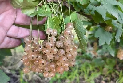 Смородина сразу после сбора урожая: чем подкормить, чтобы в следующем году кусты завалили ягодами