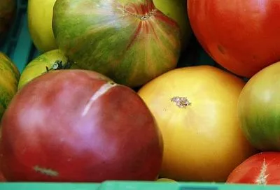 Помидоры — красные снаружи, но белые внутри: как получить сладкие томаты без прожилок