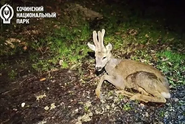 В Сочи спасли убегавшую от собак косулю