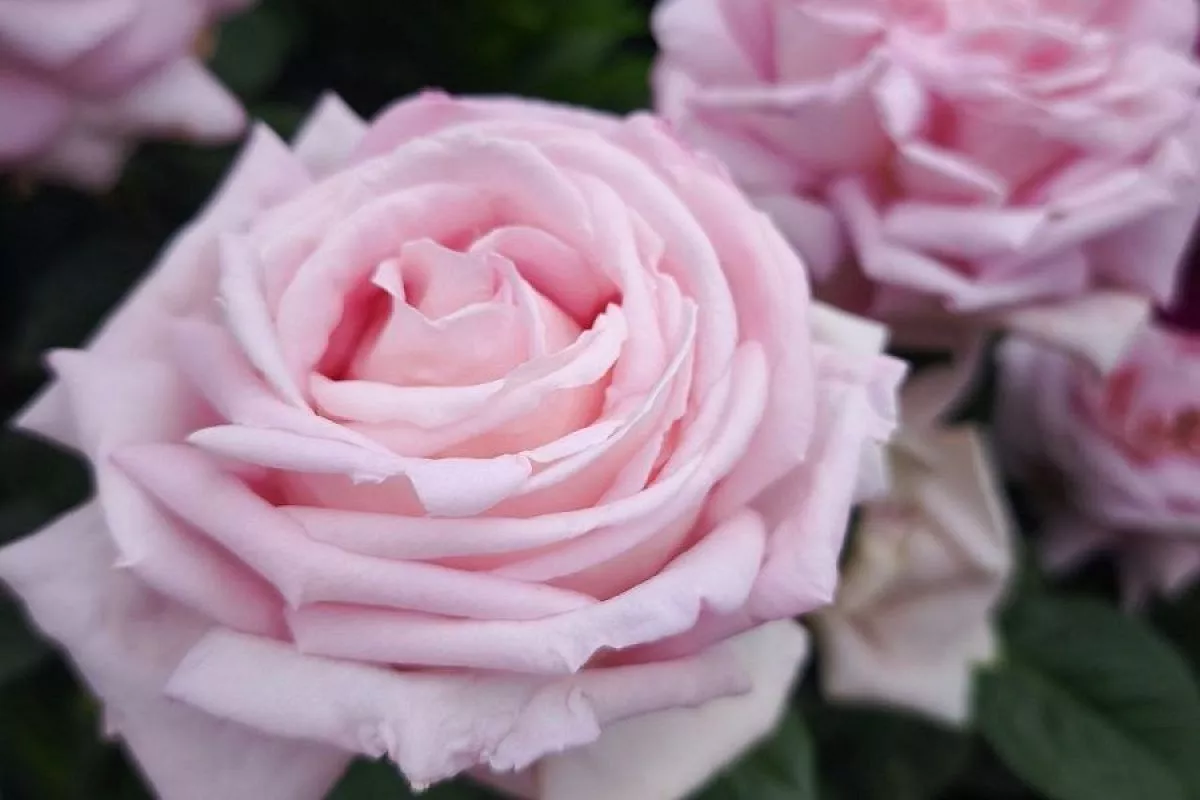 Рыхлите землю, и роза поразит буйством цветения: секрет, о котором знают немногие