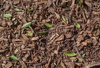 Самые распространенные ошибки при мульчировании: как не навредить растениям