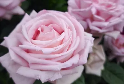 Рыхлите землю, и роза поразит буйством цветения: секрет, о котором знают немногие