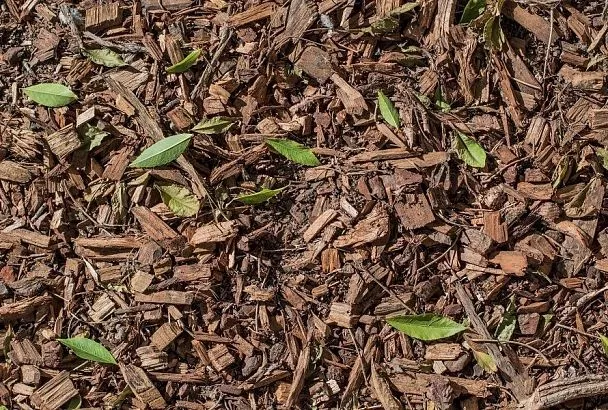 Самые распространенные ошибки при мульчировании: как не навредить растениям