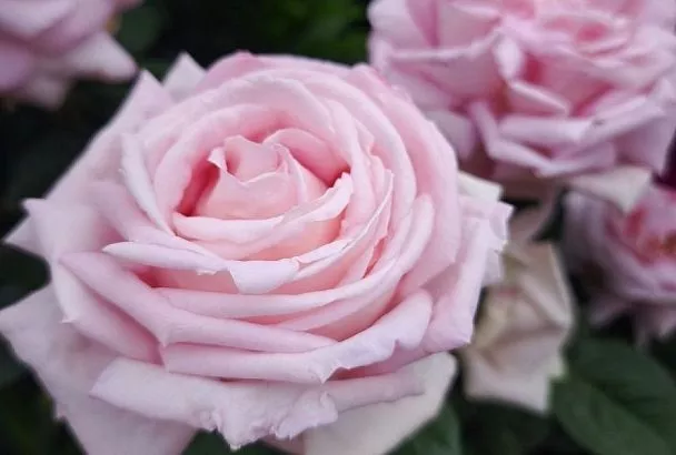 Рыхлите землю, и роза поразит буйством цветения: секрет, о котором знают немногие