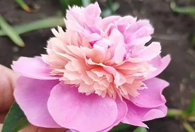 Если пионы не цвели в прошлом году, ранняя весна – лучшее время, чтобы все исправить.