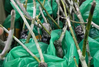 Весенние удобрения для посадки роз: что вносить для успешного роста