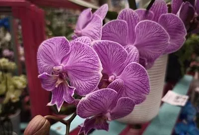 Почему гибнут комнатные орхидеи: 3 главные ошибки в уходе