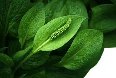 Подорожник, как в детстве: теперь делаю из него целебную мазь