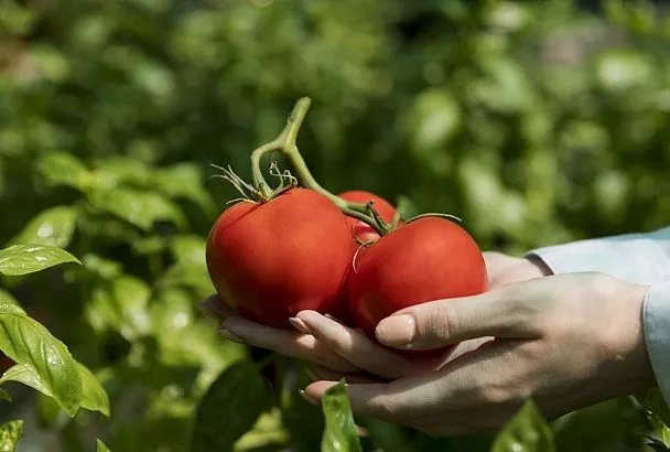 Лунки для томатов-гигантов: Суперфосфат и 5 литров воды по методу Кизимы 