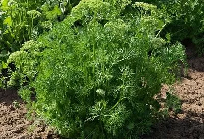 Как вырастить пышный укроп на все лето: основные рекомендации