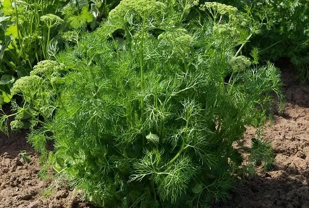 Как вырастить пышный укроп на все лето: основные рекомендации