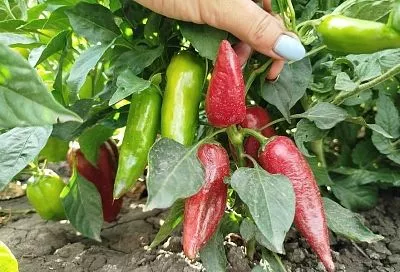 Сажали сладкий – вырос горький: как избежать переопыления перцев