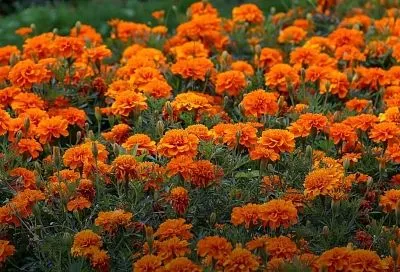 С рассадой обязательно сажаю бархатцы так (3 правила): защита растений + красивый огород